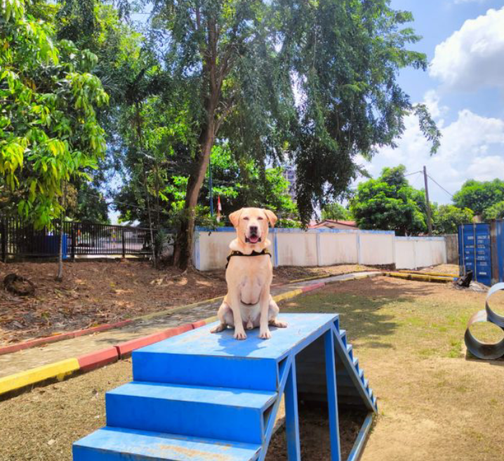 Luigi, Anjing Pelacak Bea Cukai Batam Berhasil Endus Paket Berisi Sabu-sabu Seberat ±101 Gram Tujuan Lombok